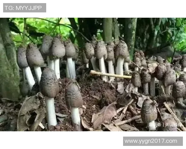 实时新闻深度对话杨军揭秘王者荣耀背后的奋斗与成长故事